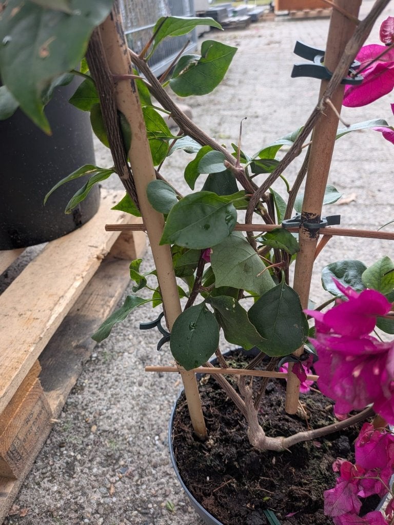 Bougainvillea op rek – Paars – Mediterrane sfeermaker ️, Volle zon, Eenjarig, Zomer, Ophalen