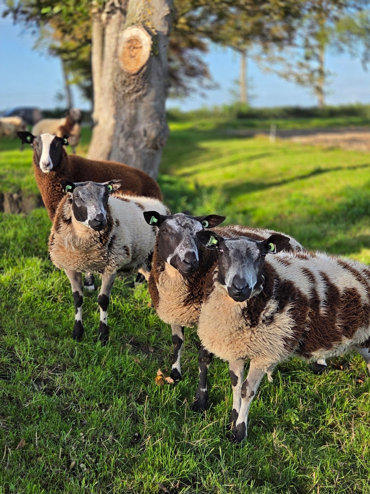 Bonte rammen, bonte schapen,  bonte dekram, Dieren en Toebehoren, Mannelijk, Schaap