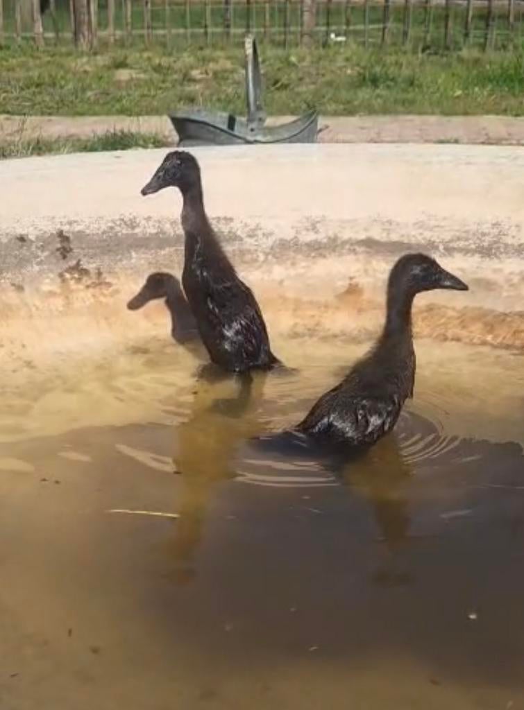 2 jonge loopeendjes (8april) te koop, Dieren en Toebehoren, Pluimvee, Meerdere dieren, Eend