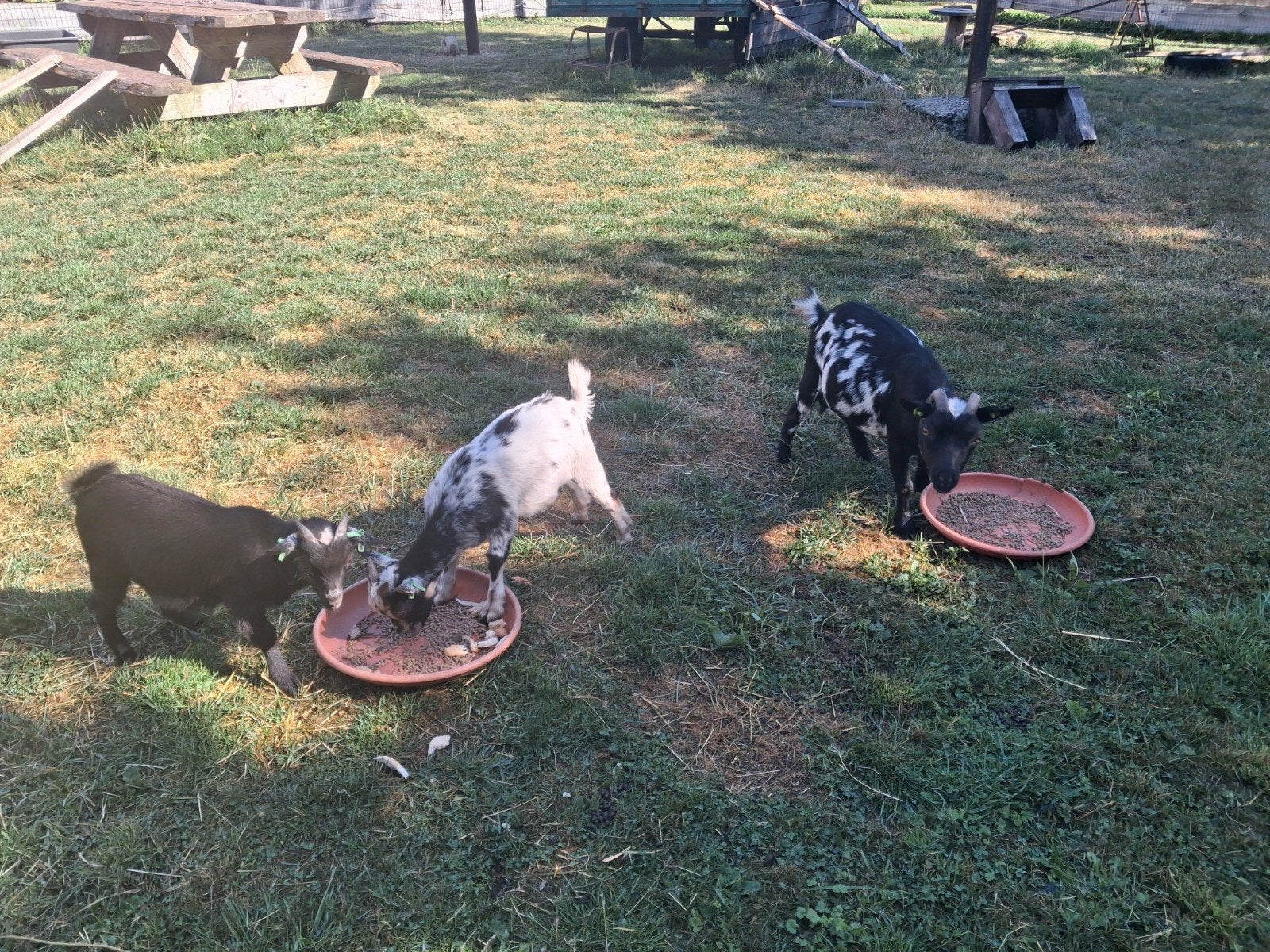 dwerggeit  met 2 bokjes, Meerdere dieren, Geit