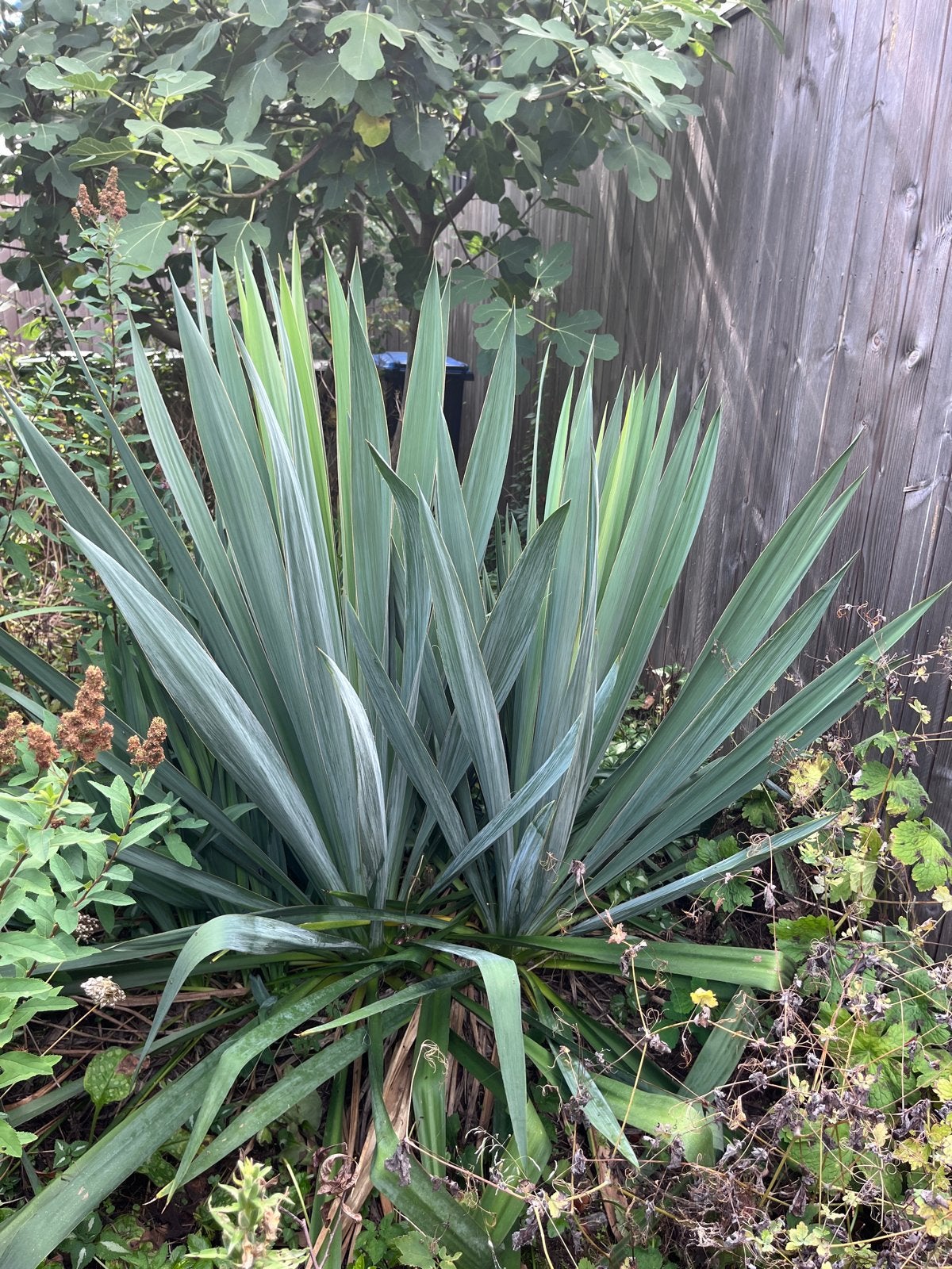 Yucca plant - Ideaal voor elke tuin!, Tuin en Terras, Volle zon, Vaste plant, Zomer, Ophalen
