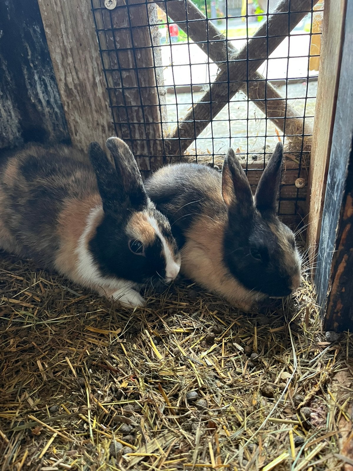 Te koop 2 mannetjes konijn, Dieren en Toebehoren, Mannelijk, Middelgroot, 0 tot 2 jaar