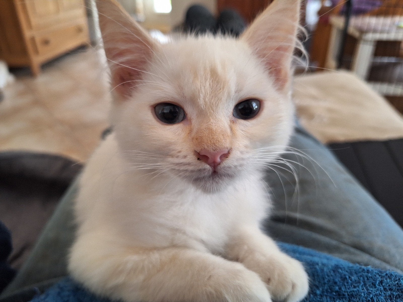 super lieve Ragdoll kitten katers, Kater, Gechipt