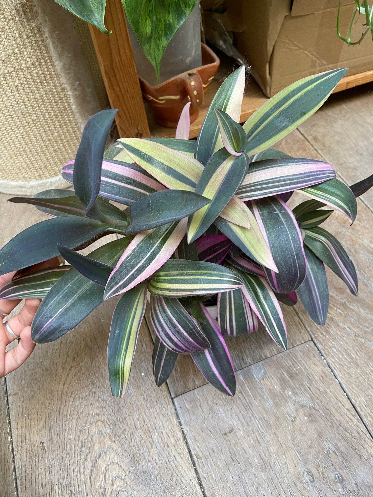 Tradescantia Pallida Purple variegata stekjes (10 cm), Groene kamerplant, Ophalen of Verzenden, Overige soorten, Minder dan 100 cm