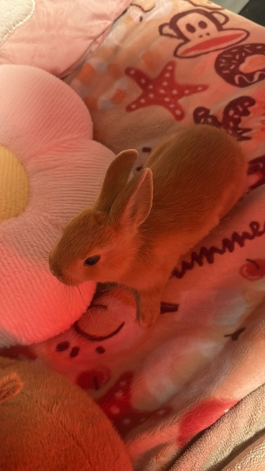 Konijn, Dieren en Toebehoren, Konijnen, Vrouwelijk, Klein, 3 tot 5 jaar