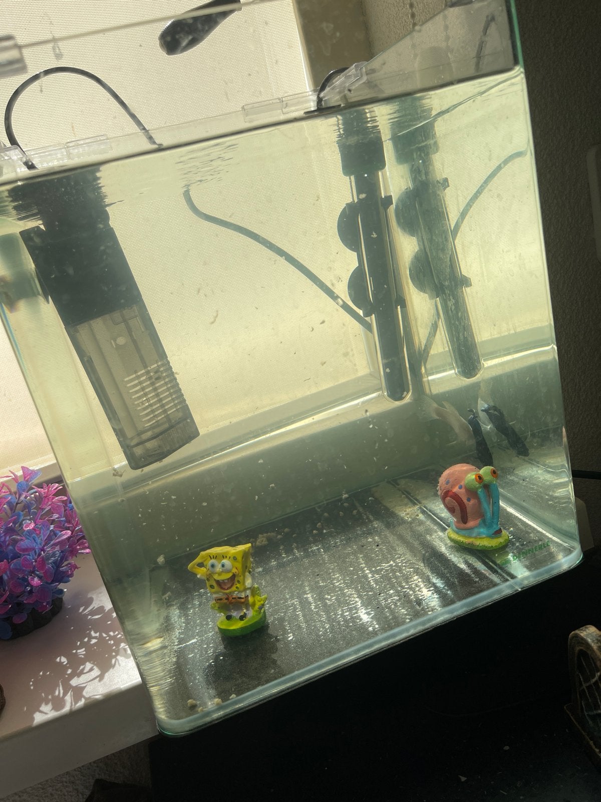 Vissen met alles te koop, Dieren en Toebehoren, Vissen | Aquaria en Toebehoren, Ophalen of Verzenden, Zo goed als nieuw