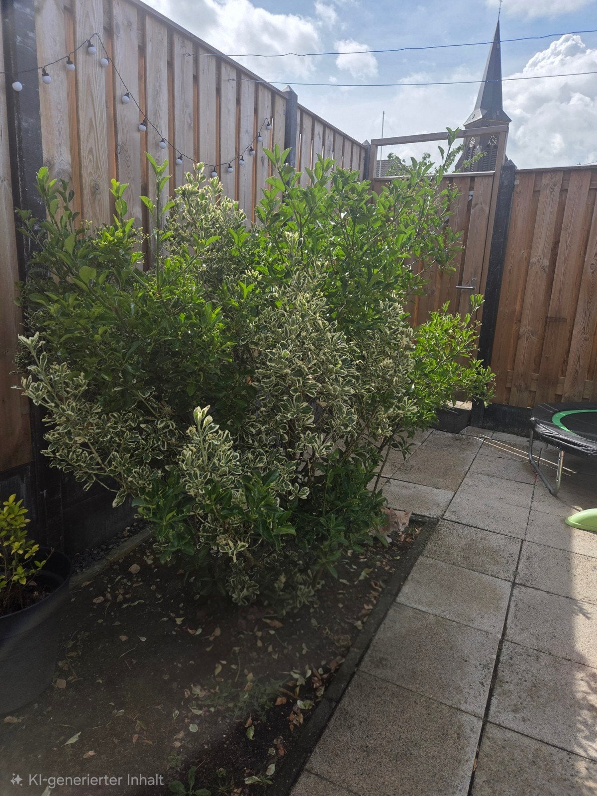 Gratis Euonymus japonicus, Tuin en Terras, Planten | Struiken en Hagen, Ophalen, Overige soorten, 100 tot 250 cm