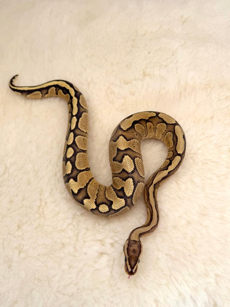 Ball Python 0.1 Fire Red Stripe dh DG Clown 2025 Ball Python - female for sale from Qmi