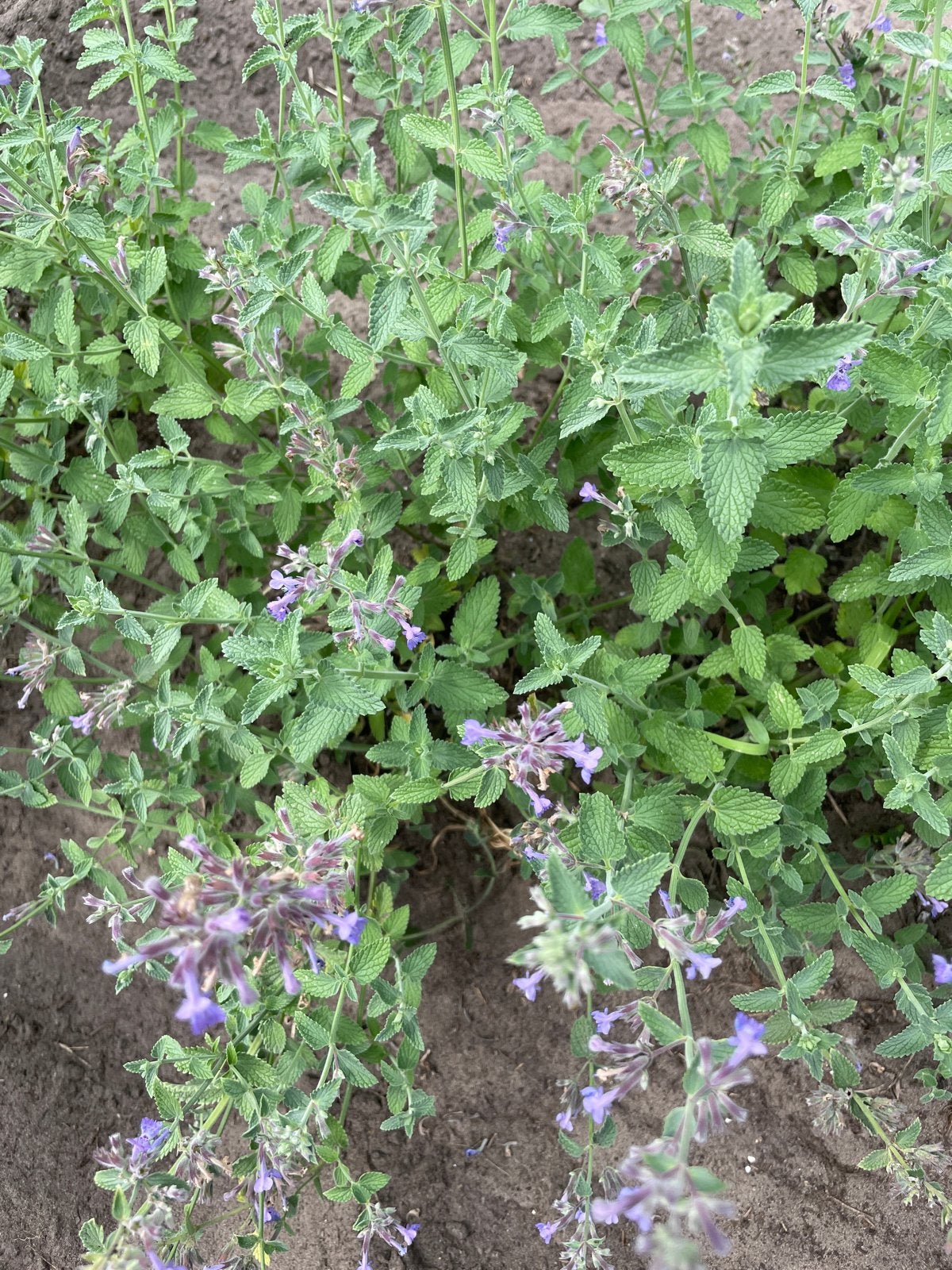 Vollegrondsplanten - Kattenkruid (Nepeta), Ophalen, Volle zon, Vaste plant, Kruiden