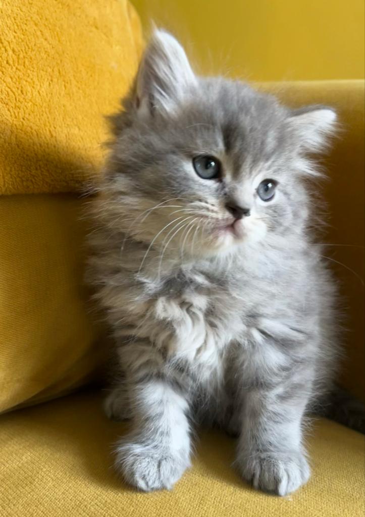 Nog 1 katertje beschikbaar, halflangharig, blue (tabby), Kater, Langharig, 0 tot 2 jaar