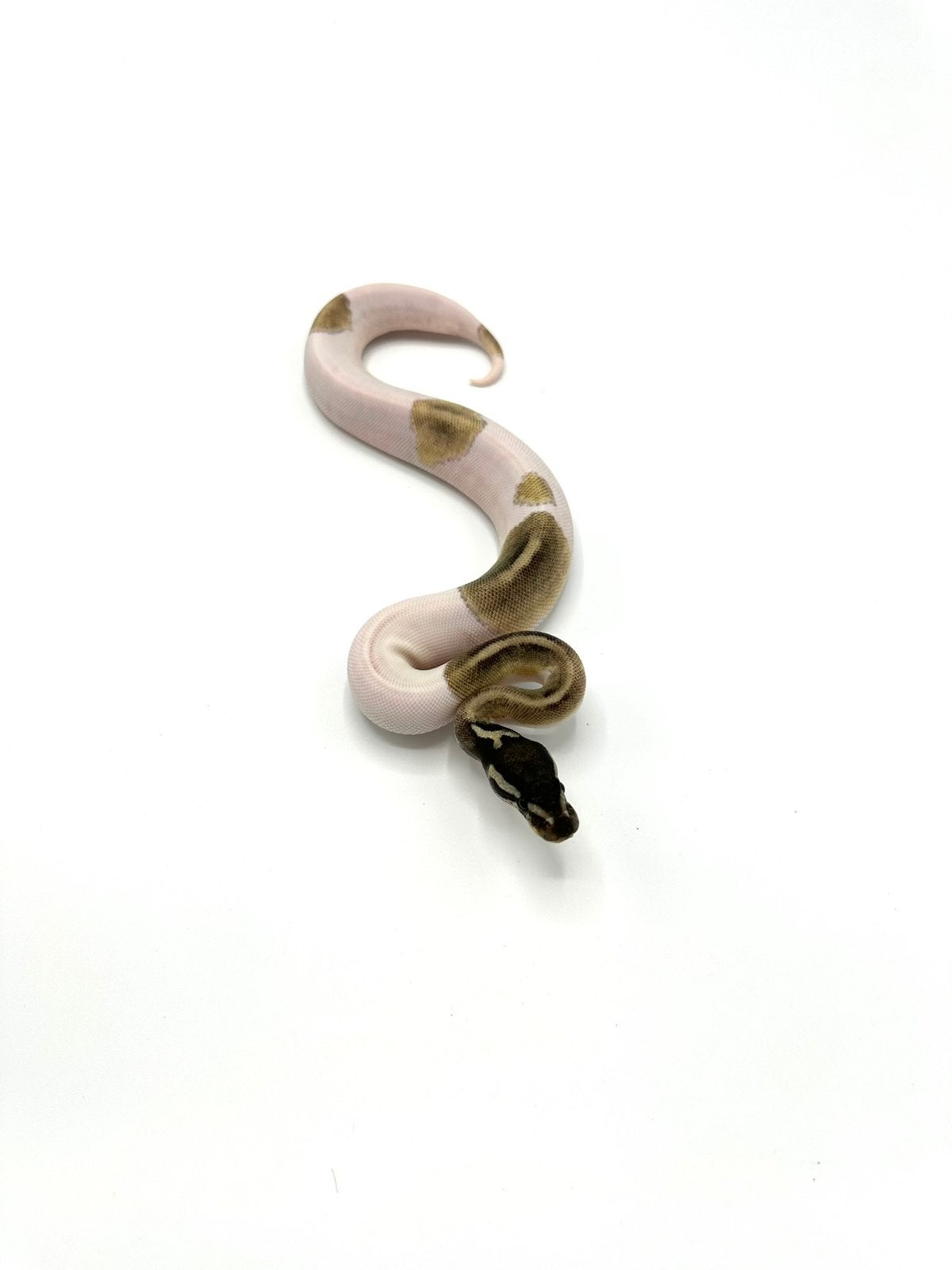 Diverse Python regius - koningspythons Ball Python photo 12