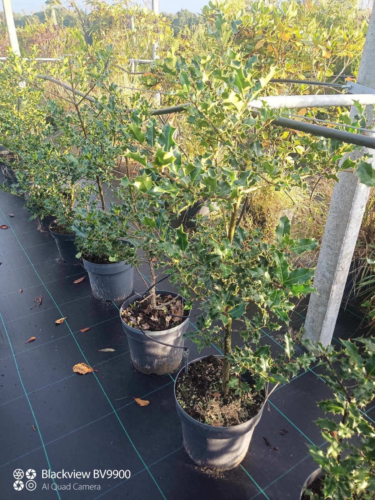 hulsten Ilex aquifolium in pot +-100cm struiken, Ophalen of Verzenden, Overige soorten, Struik, Minder dan 100 cm