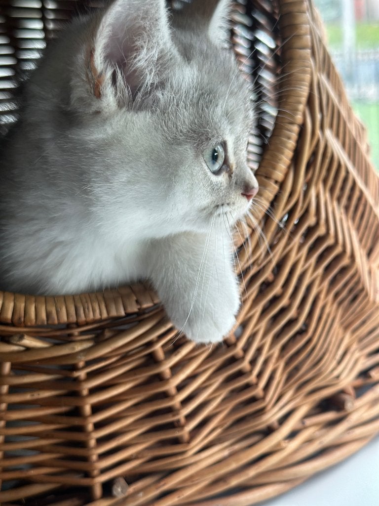 Raszuivere Britsekorthaar kittens, Ophalen, Minder dan 50 cm, Rond, Nieuw