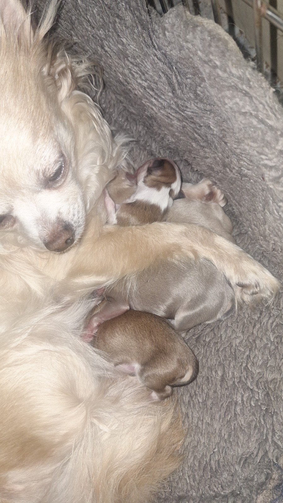 4 pups 27 april geboren langharig, Dieren en Toebehoren, Honden | Chihuahua's en Gezelschapshonden, 8 tot 15 weken, Parvo, Meerdere
