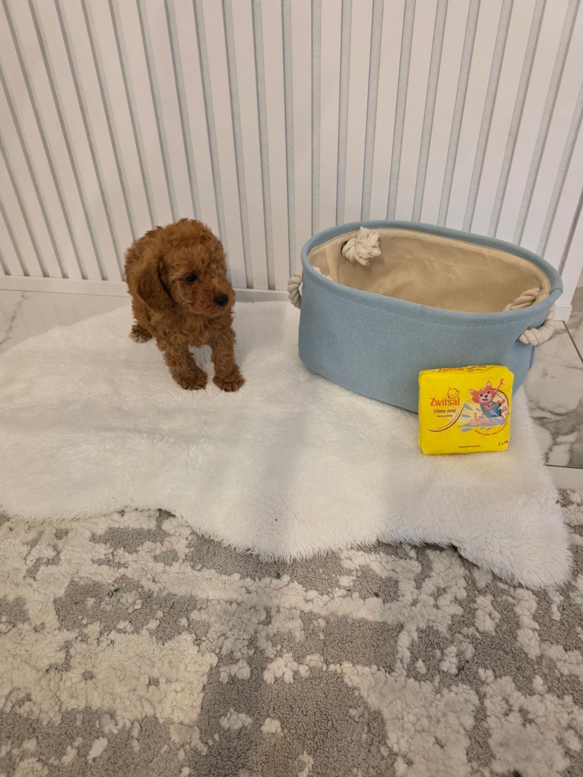 ToyPoedel pups, Eén hond, Nederland, Particulier, Reu