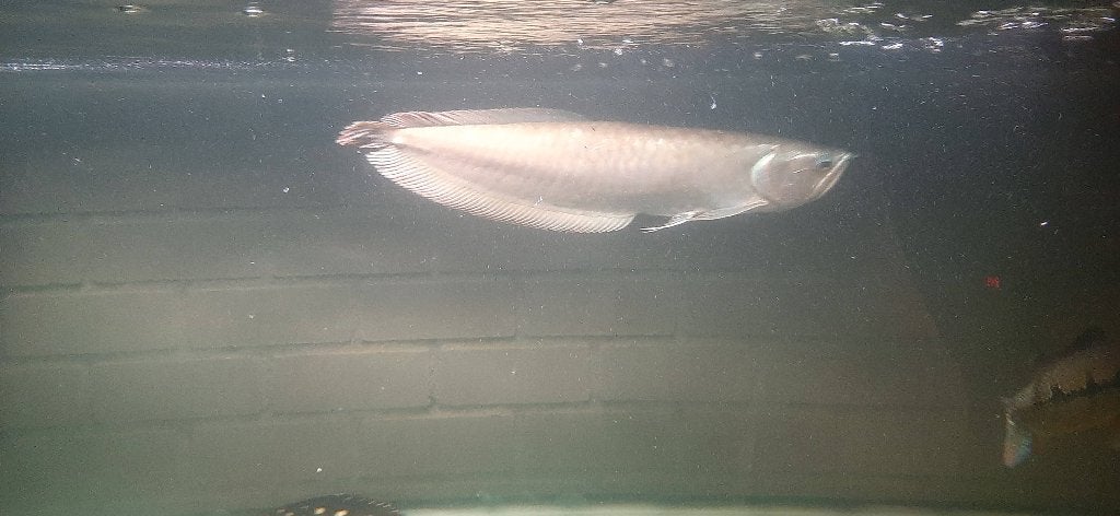 Grote zilver arowanas te koop, Vis, Zoetwatervis