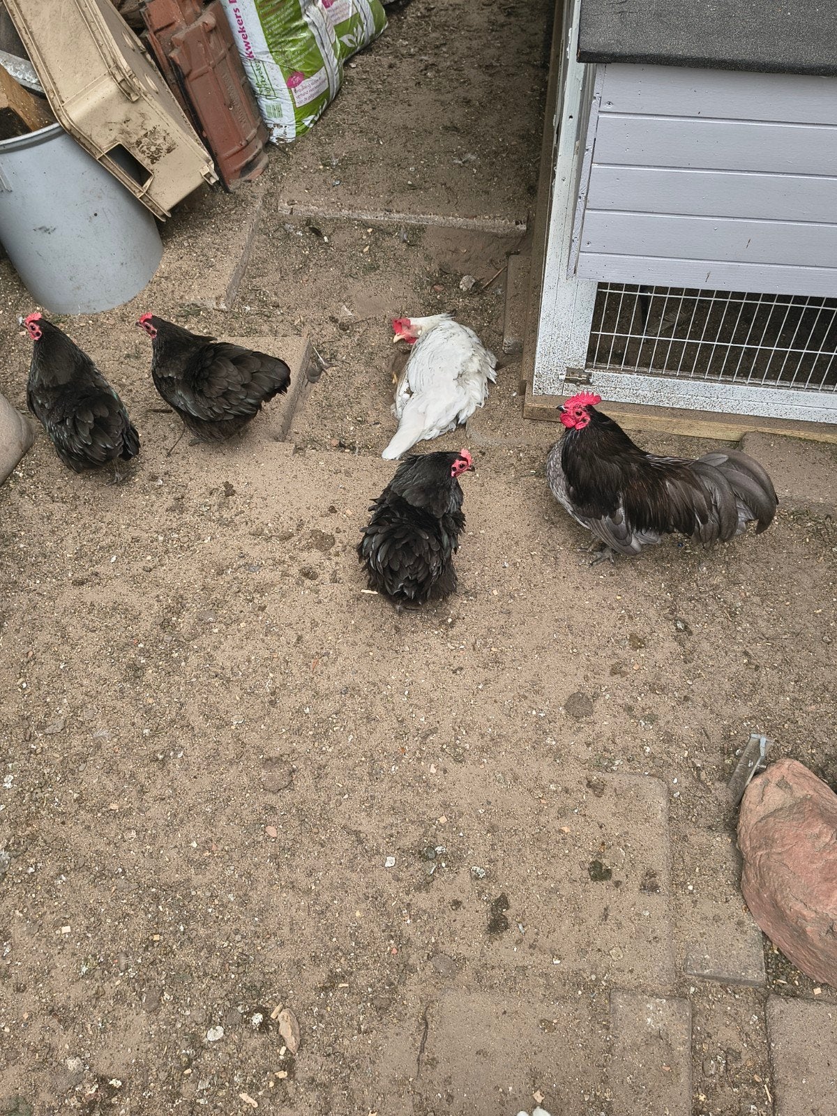 3 x hen australorp kriel, Dieren en Toebehoren, Pluimvee, Vrouwelijk, Kip