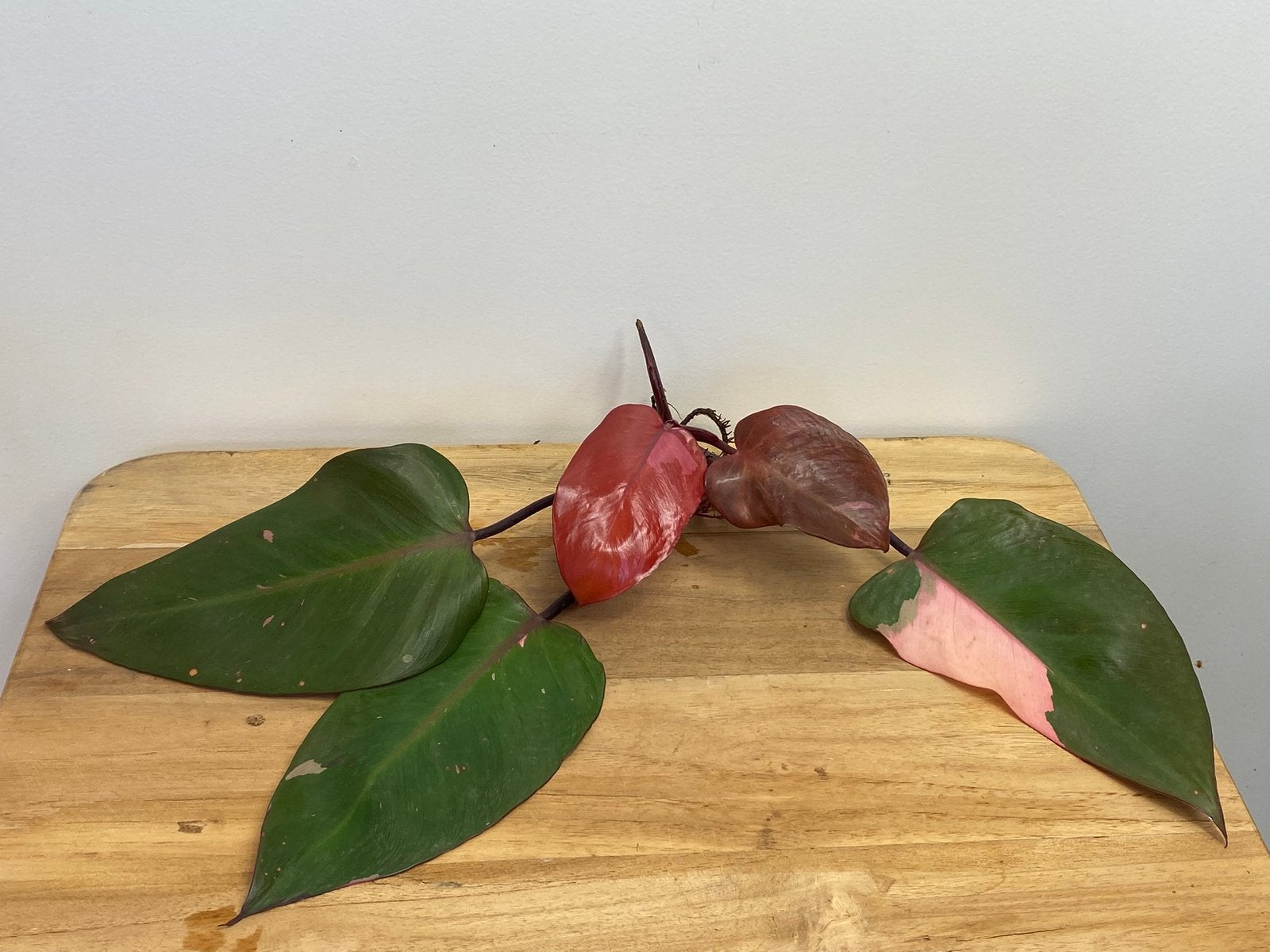 Philodendron Persimmon Princess Kopstek, Ophalen of Verzenden, Halfschaduw, Minder dan 100 cm