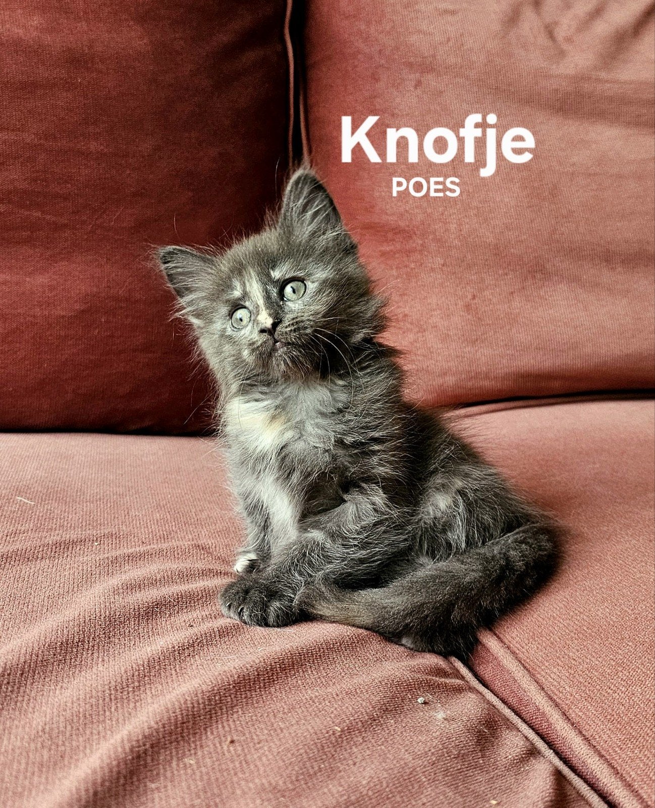 De laatste prachtige raszuivere Maine Coon kitten, Dieren en Toebehoren, Katten en Kittens | Raskatten | Langhaar, Poes, Ontwormd
