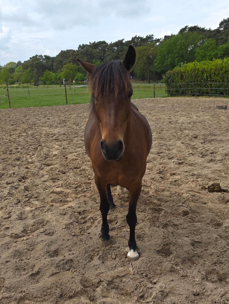 D pony, Dieren en Toebehoren, Paarden, Merrie, Minder dan 160 cm, Recreatiepaard