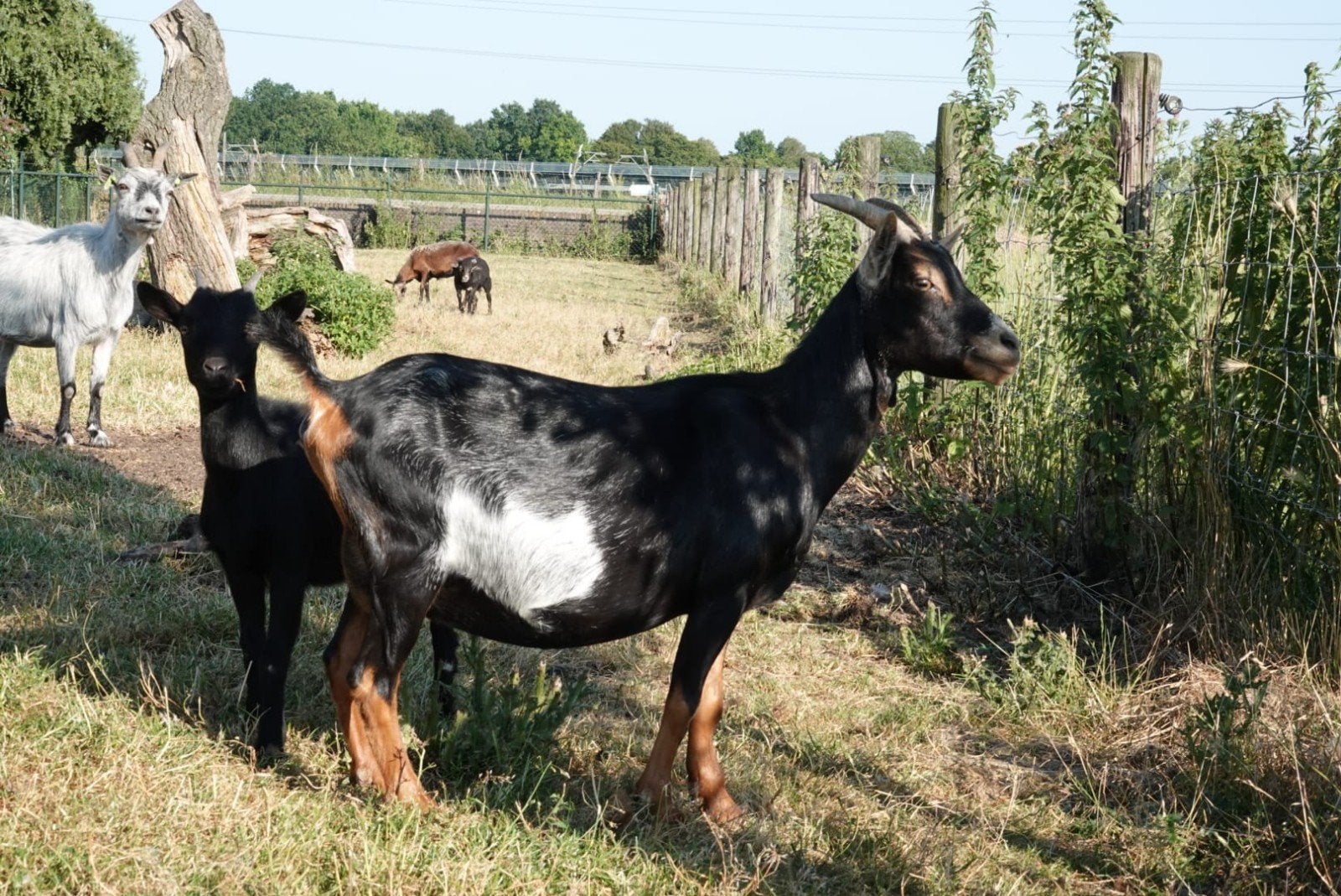 Prachtige bonte black and tan dwerggeit TE KOOP, Dieren en Toebehoren, Schapen, Geiten en Varkens, Vrouwelijk, Geit, 3 tot 5 jaar