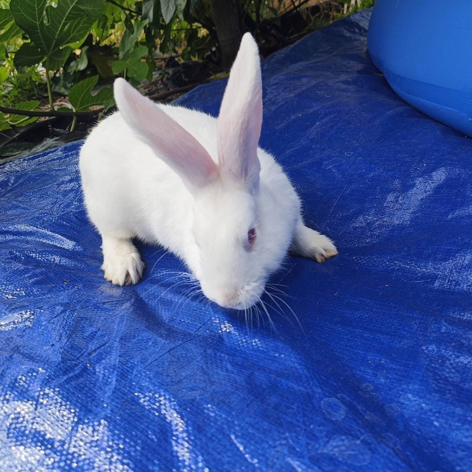 Witte nieuw Zeelander rammelaar X( wvd x Lhng x cali) voedst, Dieren en Toebehoren, Vrouwelijk, Groot, 0 tot 2 jaar