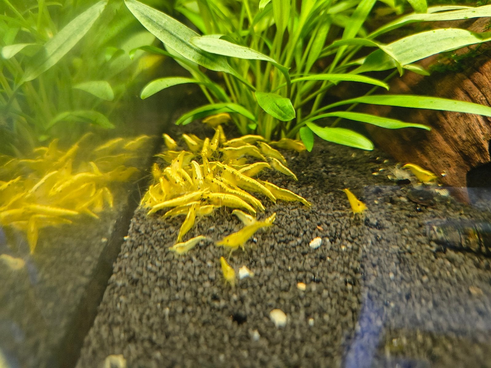 Gele Garnalen, Dieren en Toebehoren, Vissen | Aquariumvissen, Kreeft, Krab of Garnaal