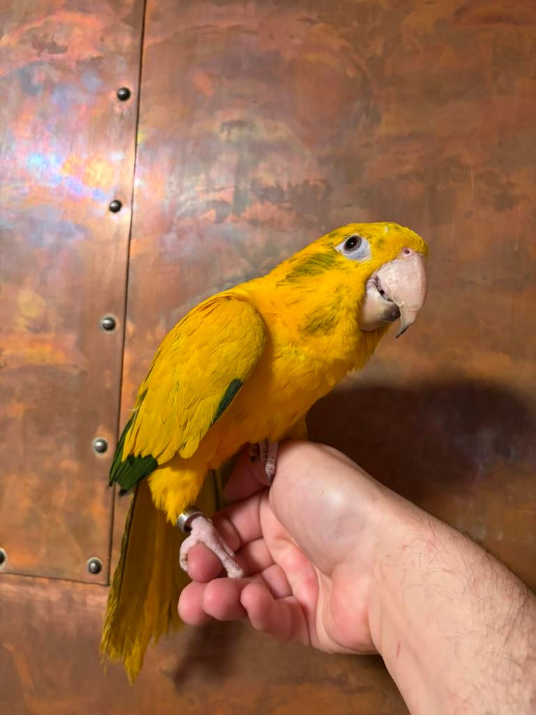 Supertamme jonge goudparkiet, Dieren en Toebehoren, Vrouwelijk, Papegaai, Geringd
