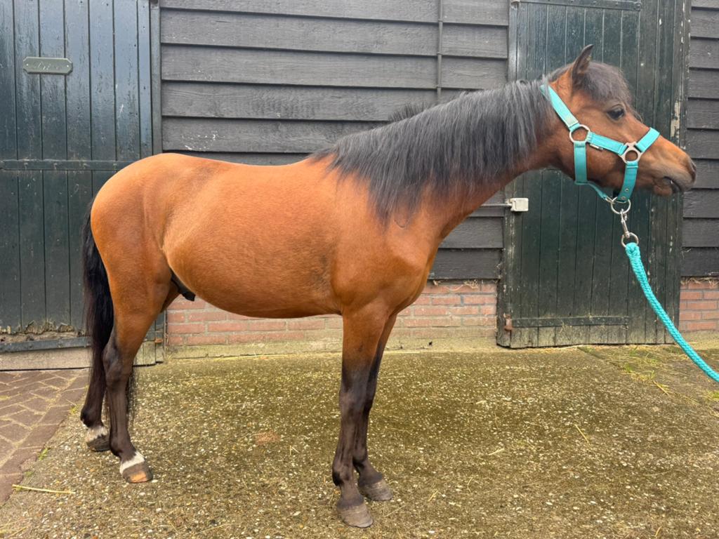Knappe mini pony, Dieren en Toebehoren, Pony's, Ruin, Onbeleerd, Met stamboom, 3 tot 6 jaar