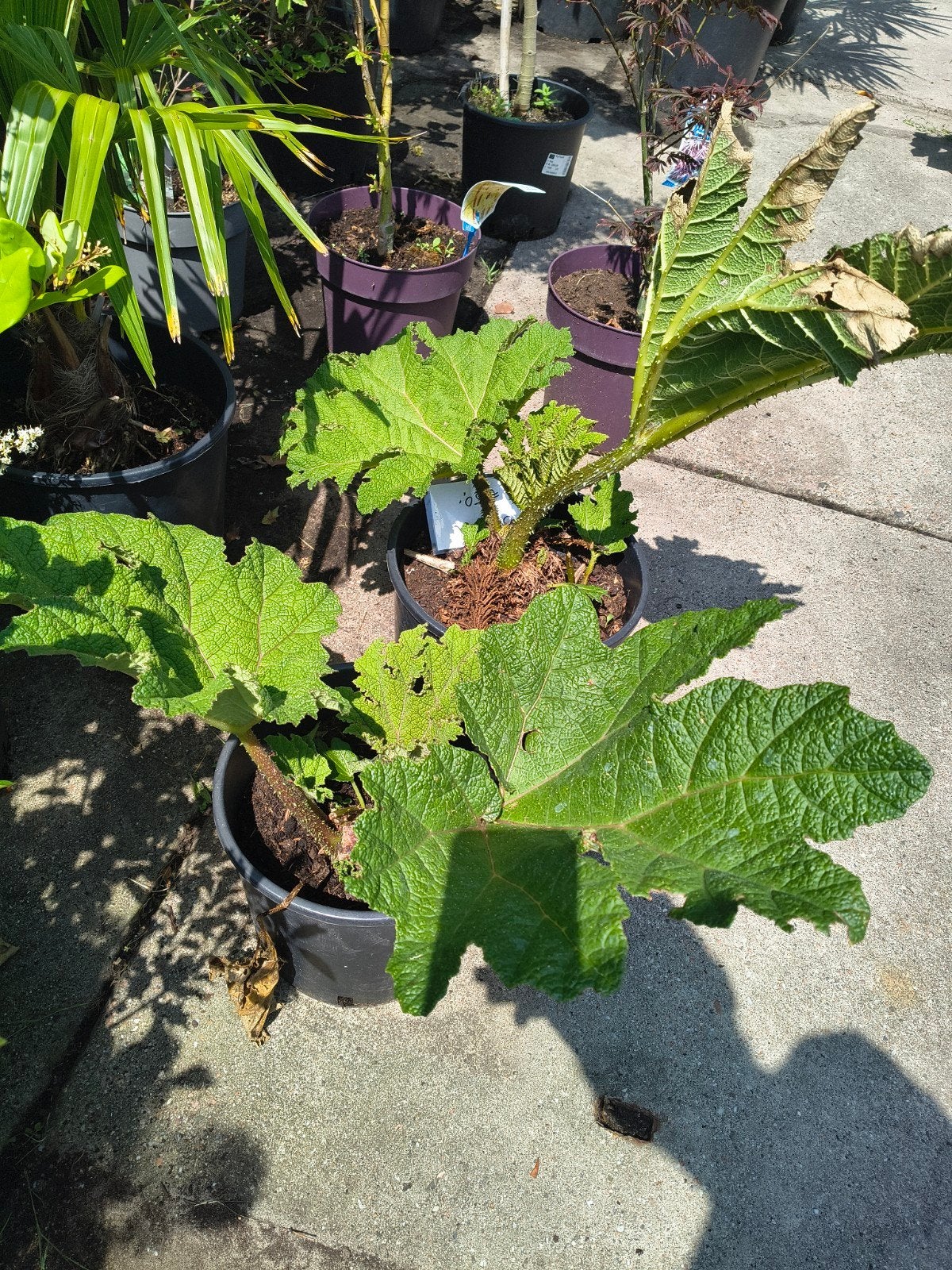 Gunnera, Ophalen, Overige soorten, Volle zon