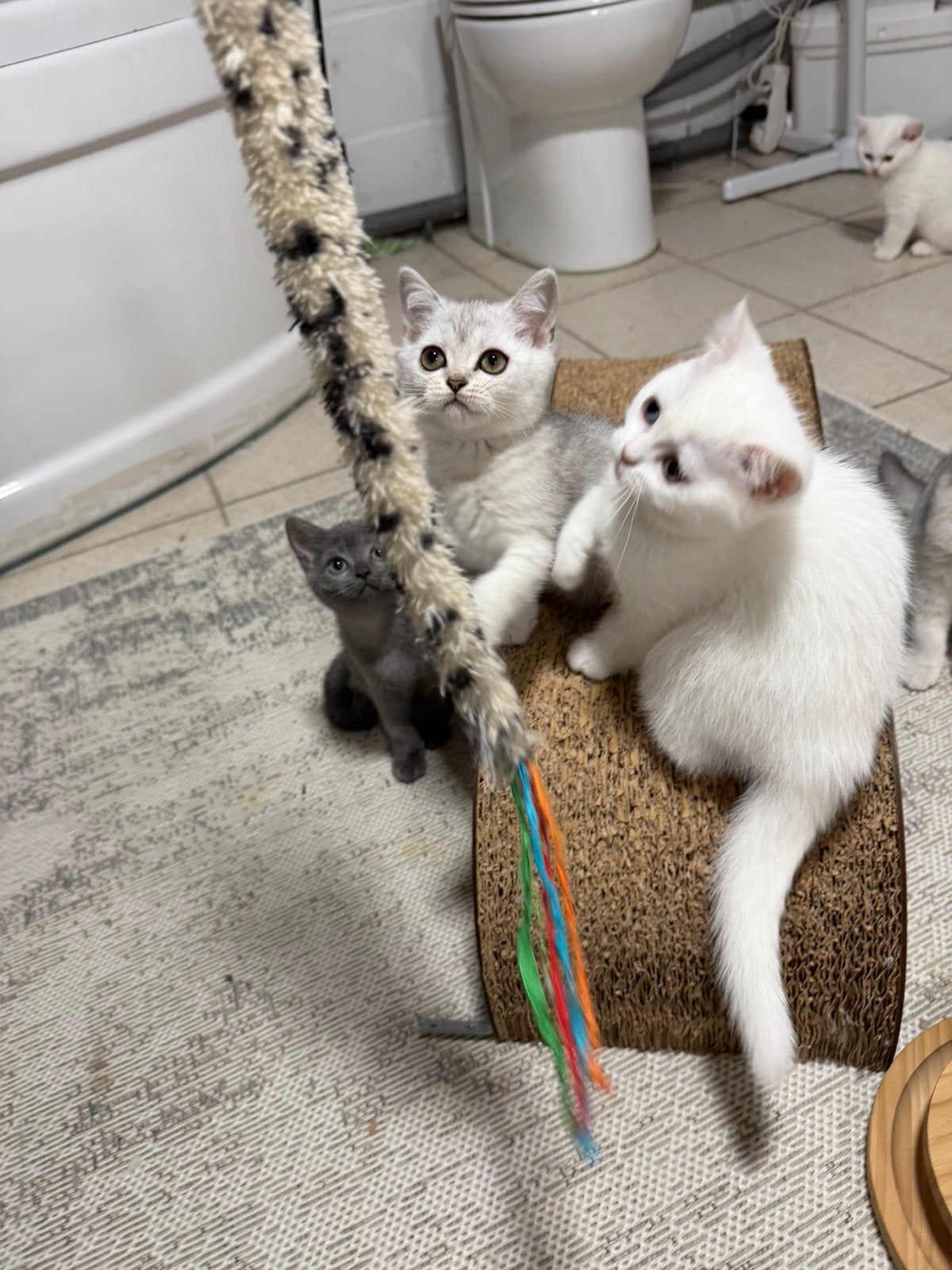 Britse korthaar kitten 10weken, Dieren en Toebehoren, Meerdere dieren