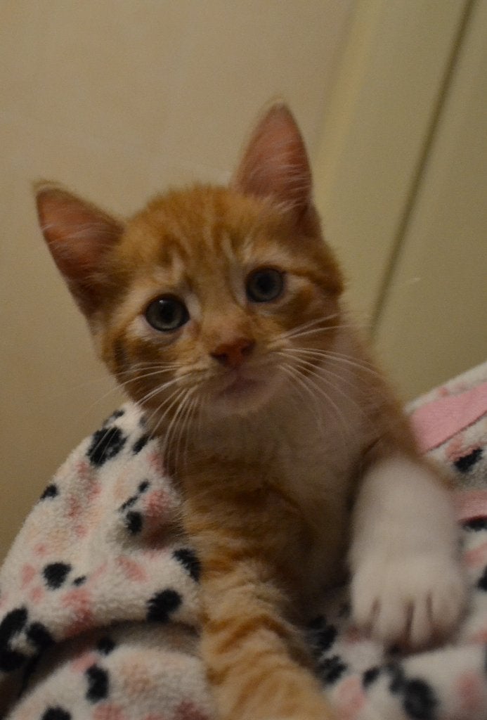 jonge poesjes kittens moeder 75% Noorse Boskat, Dieren en Toebehoren, Meerdere dieren, Kortharig, 0 tot 2 jaar