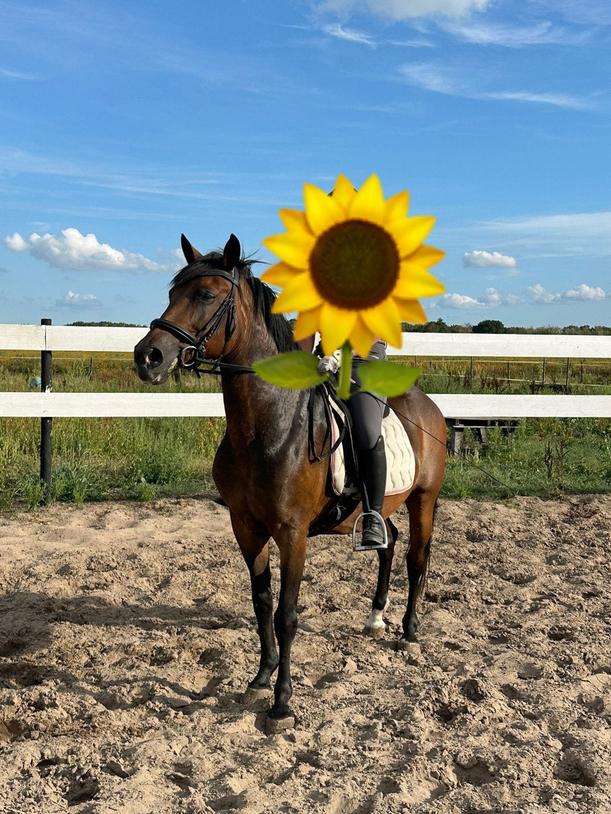 Super lieve kinderpony!😍, Dieren en Toebehoren, Paarden, Minder dan 160 cm, B, 11 jaar of ouder, Recreatiepaard
