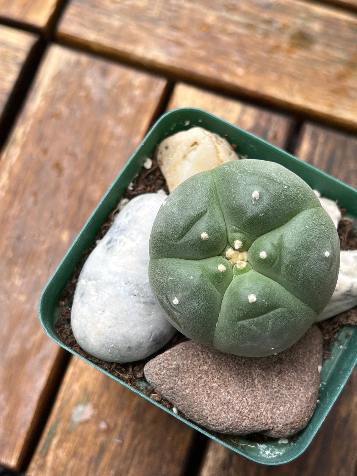 Lophophora Williamsii - Peyote Cactus, Overige soorten, Volle zon, Vaste plant, Ophalen of Verzenden
