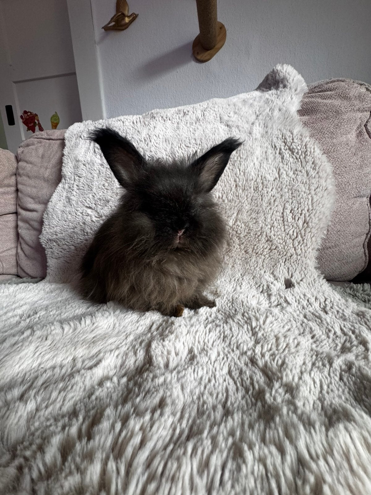 Englese Angora, Vrouwelijk, Groot