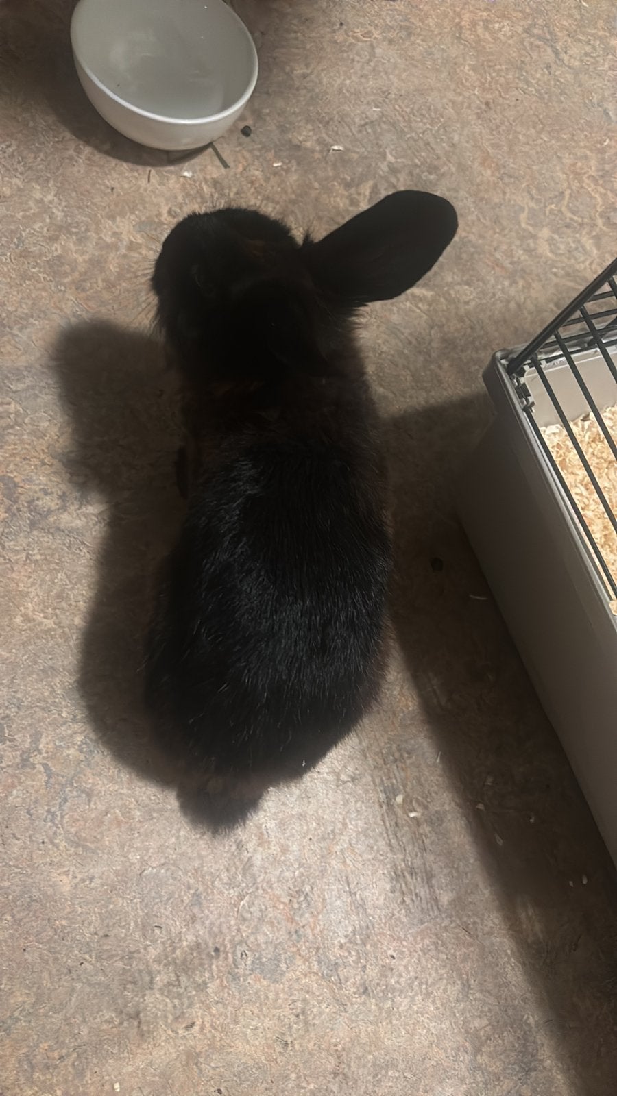 2 super lieve konijntjes (ram) (voedster), Dieren en Toebehoren, Meerdere dieren, Klein, 0 tot 2 jaar