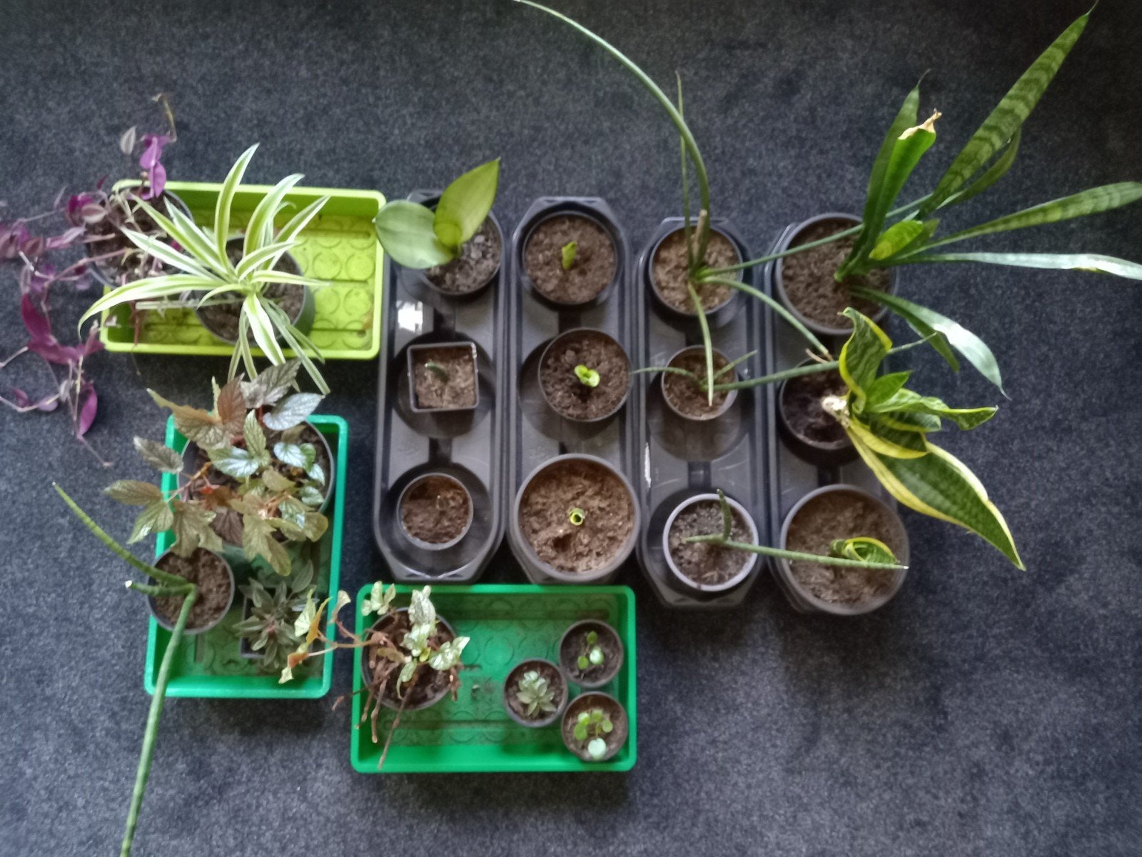 verschillende kamerplanten en stekjes, Ophalen, Overige soorten, Halfschaduw, Minder dan 100 cm