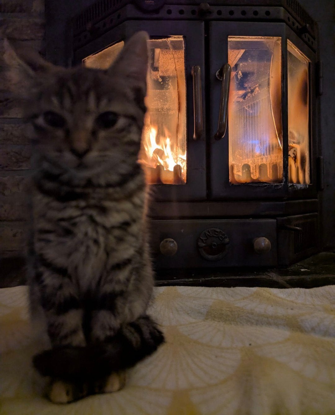 onze Sparkie heeft 2 kittens 🖤🤎🧡🩶🤍 (m2450186632) — Katten en Kittens ...