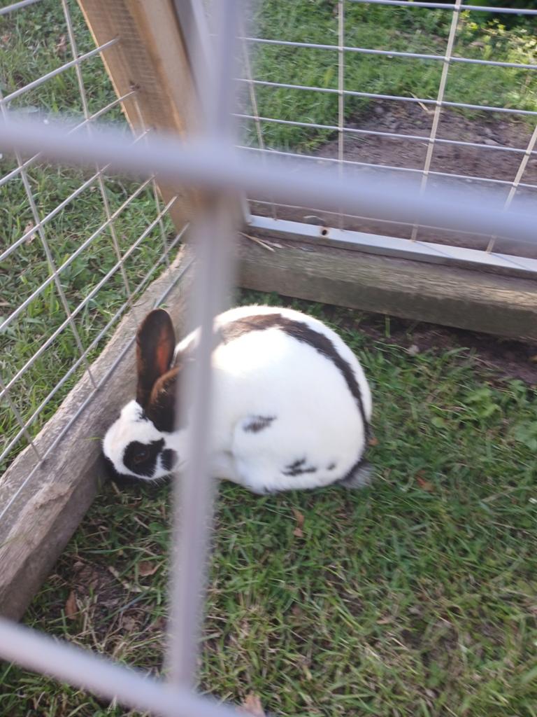 Konijn met hok, Mannelijk, Middelgroot, 0 tot 2 jaar