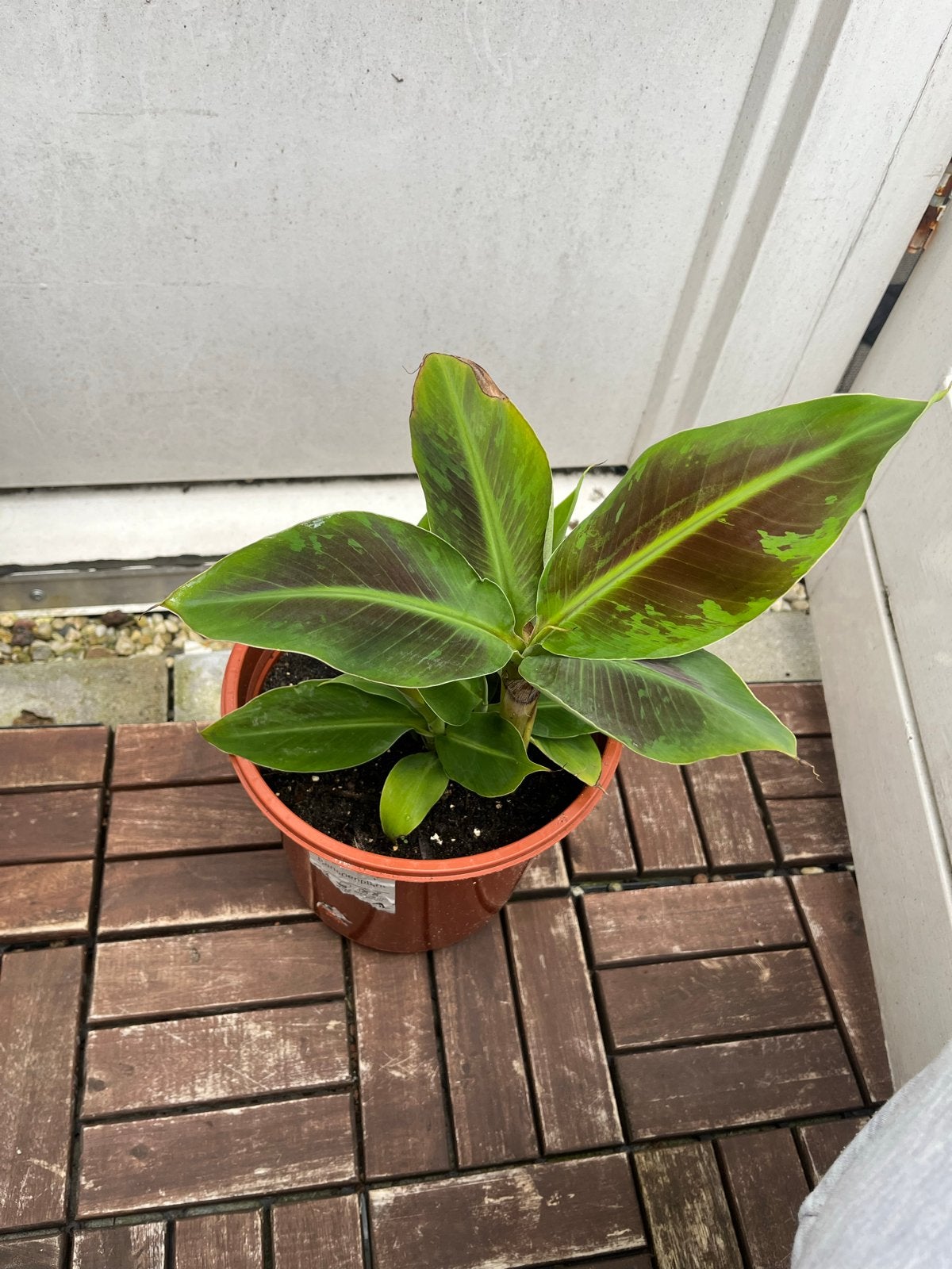Musa acuminata 'Dwarf Cavendish' - Dwergbanaan, Ophalen, Volle zon, Vaste plant, Bloeit niet