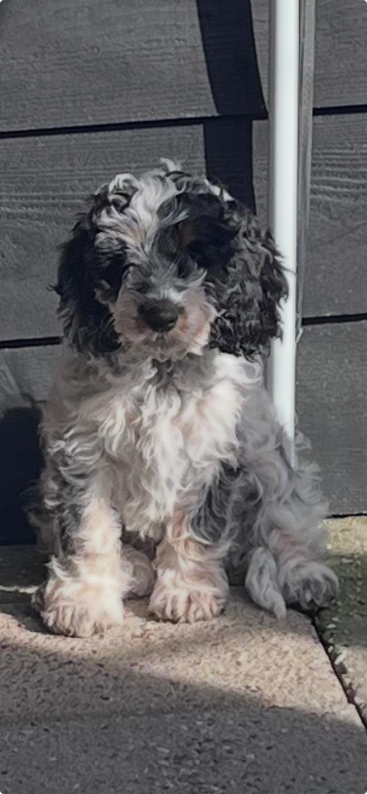 cockapoo  pup te koop, Dieren en Toebehoren, Reu, 8 tot 15 weken, CDV (hondenziekte), Eén hond