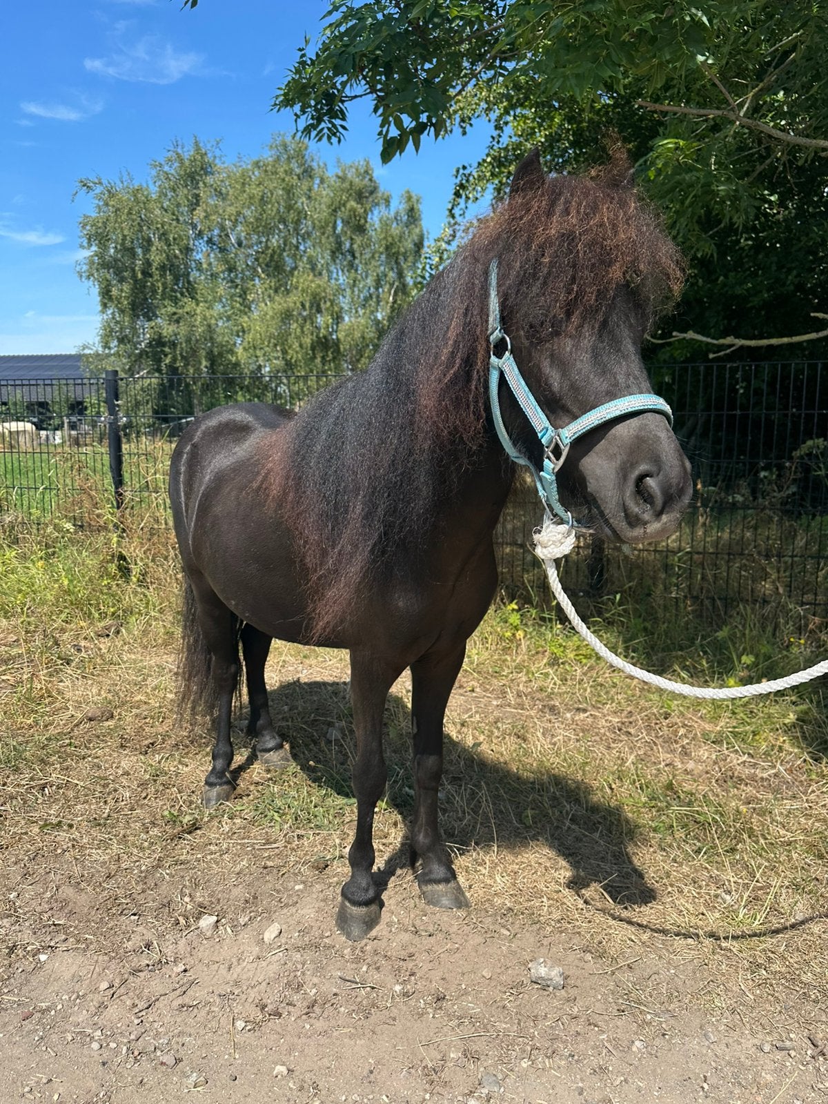 Shetlander merrie, Met stamboom, Zadelmak, A pony (tot 1.17m), 3 tot 6 jaar