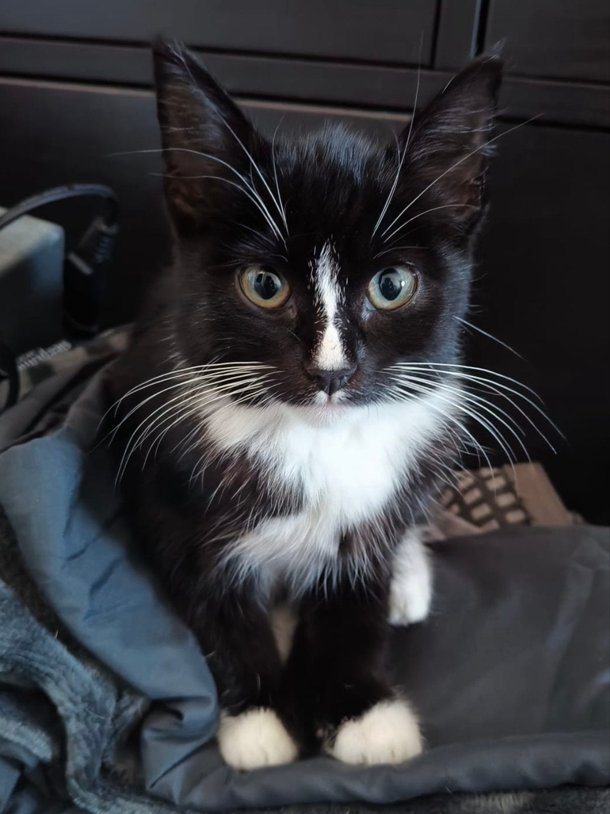 Poesje, kitten 10 weken zoekt gouden mandje, Ophalen, Nieuw, Speelmuis