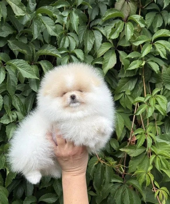 Schattige Pomeranian puppy's zoeken een liefdevol thuis, Overige rassen, 8 tot 15 weken, Meerdere, Meerdere dieren
