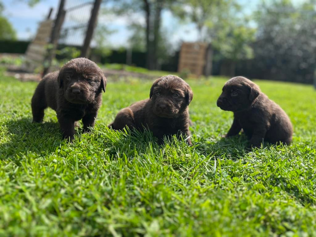 Bruine labrador pups, Dieren en Toebehoren, Honden | Retrievers, Spaniëls en Waterhonden, 8 tot 15 weken, Labrador retriever, Meerdere