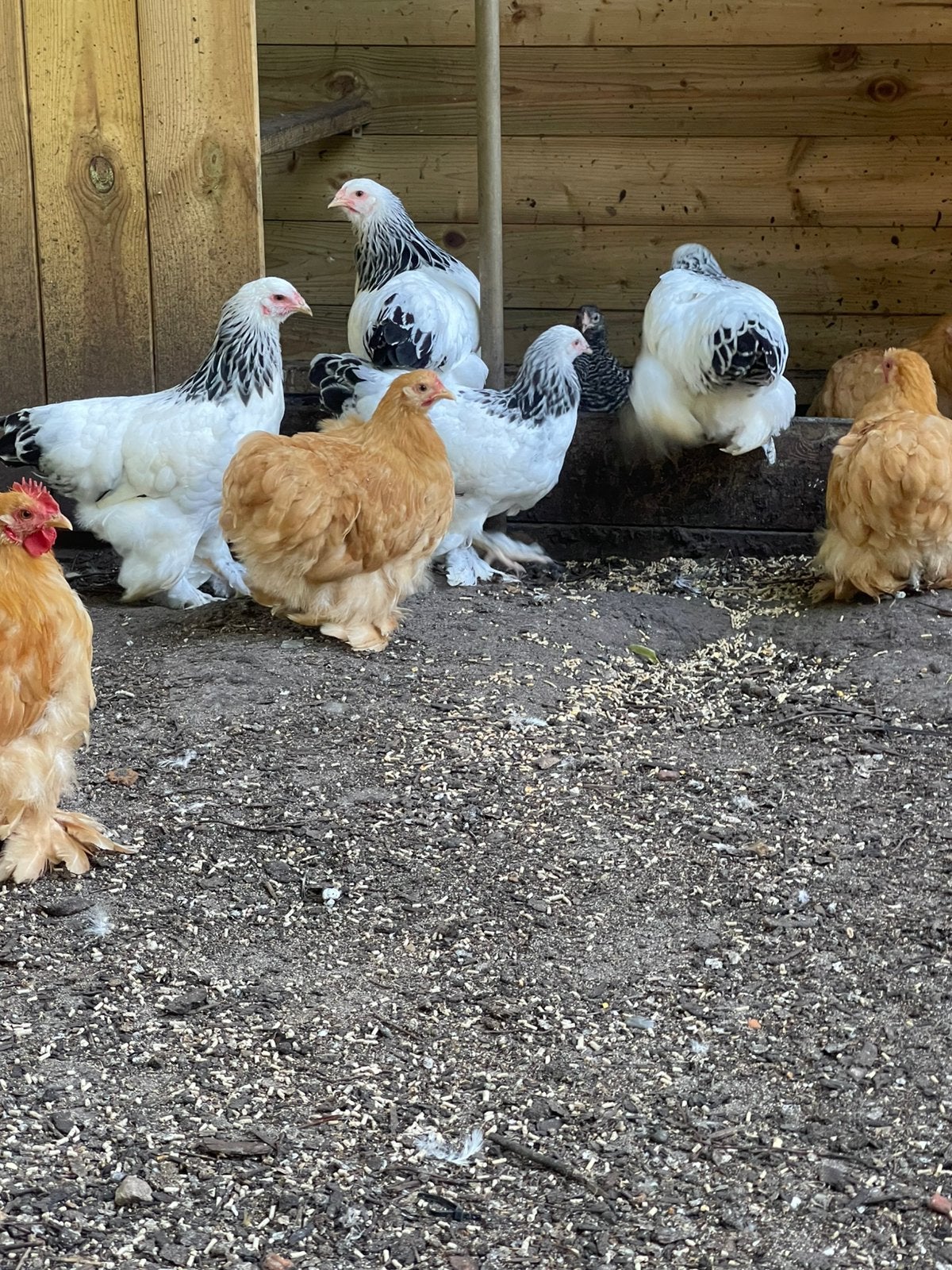 Verschillende hennen te koop: Cochin, Brahma, Marans en meer, Dieren en Toebehoren, Vrouwelijk, Kip