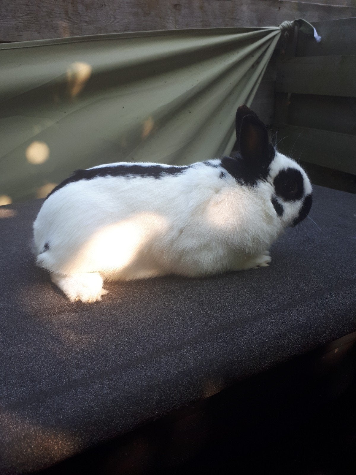 Te koop dwerg ram 3 jaar oud, Dieren en Toebehoren, Mannelijk, Dwerg