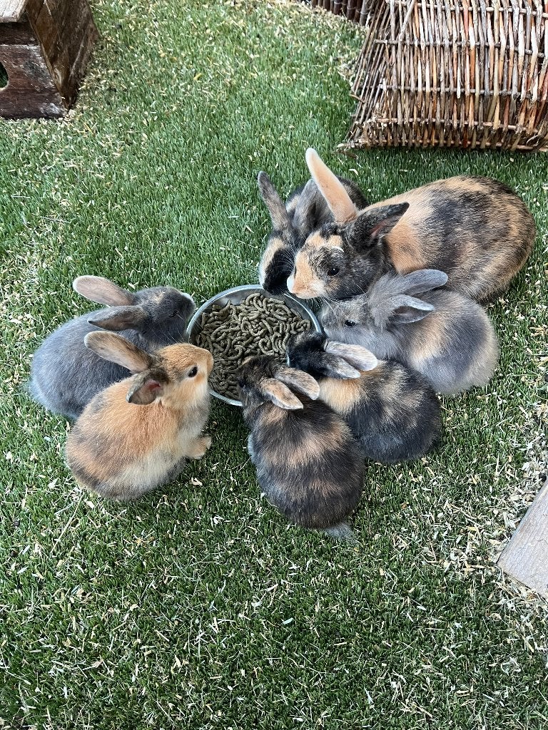 6 lieve kleine konijntjes - 8 weken oud, Dieren en Toebehoren, Konijnen, Meerdere dieren, Klein, Hangoor, 0 tot 2 jaar