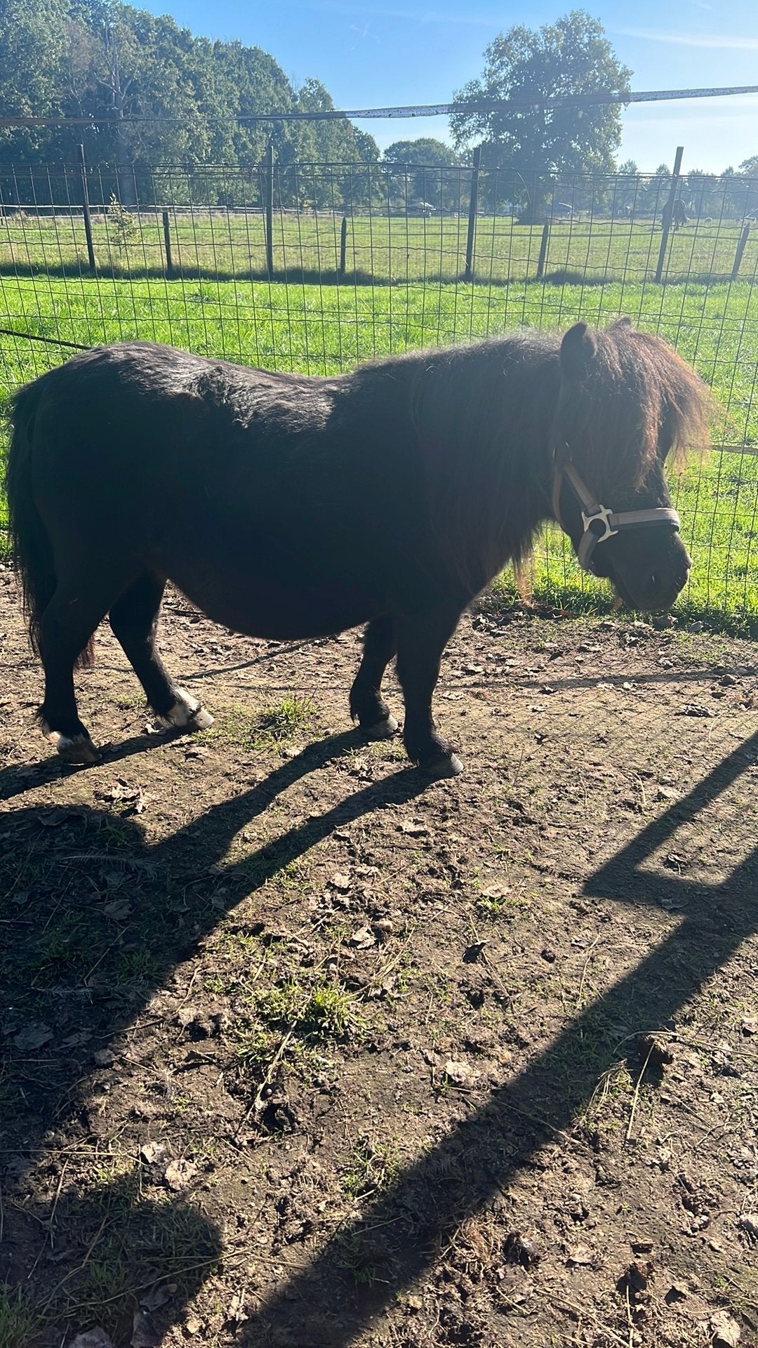 Te koop mini pony drachtig gescand, Dieren en Toebehoren, Merrie, A pony (tot 1.17m)