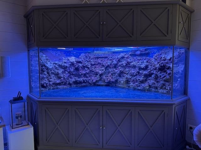 Exclusief hoekaquarium, Dieren en Toebehoren, Ophalen of Verzenden, Plant(en), Steen of Hout